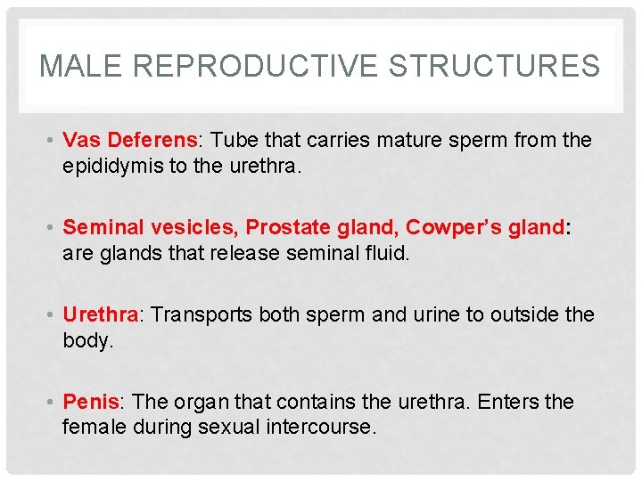 MALE REPRODUCTIVE STRUCTURES • Vas Deferens: Tube that carries mature sperm from the epididymis