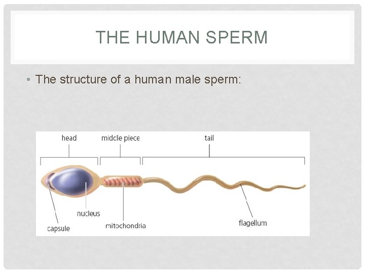 THE HUMAN SPERM • The structure of a human male sperm: 
