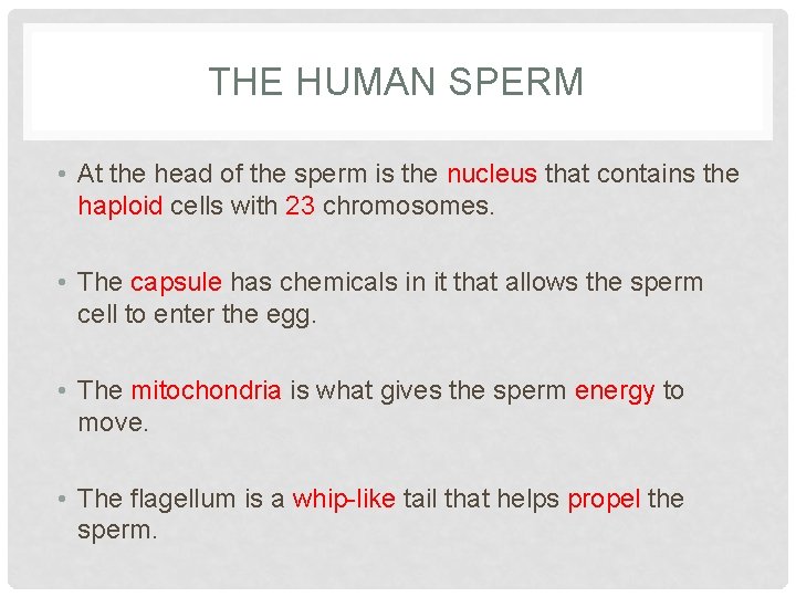 THE HUMAN SPERM • At the head of the sperm is the nucleus that