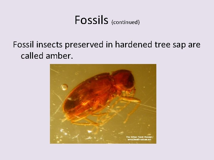 Fossils (continued) Fossil insects preserved in hardened tree sap are called amber. Fossils (continued) Fossil insects preserved in hardened tree sap are called amber.