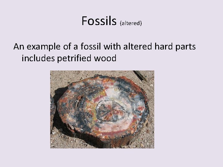 Fossils (altered) An example of a fossil with altered hard parts includes petrified wood Fossils (altered) An example of a fossil with altered hard parts includes petrified wood