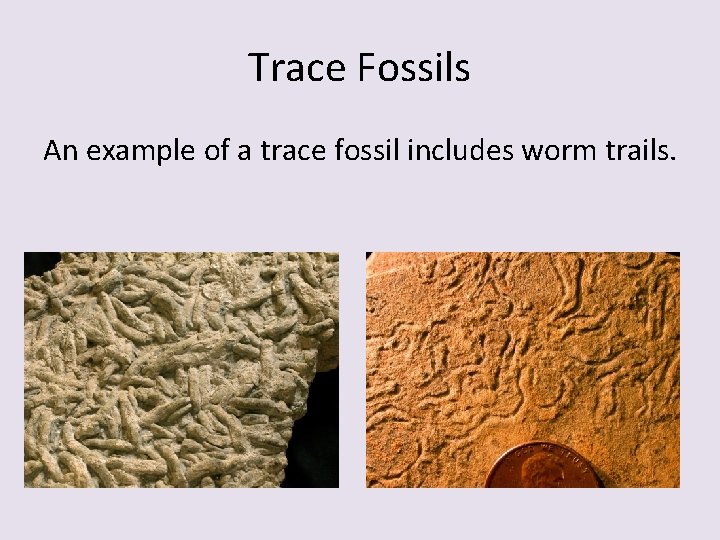 Trace Fossils An example of a trace fossil includes worm trails. Trace Fossils An example of a trace fossil includes worm trails.