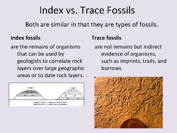 Index vs. Trace Fossils Both are similar in that they are types of fossils. Index vs. Trace Fossils Both are similar in that they are types of fossils.
