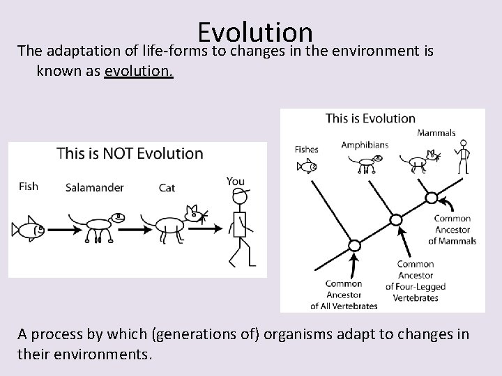 Evolution The adaptation of life-forms to changes in the environment is known as evolution. Evolution The adaptation of life-forms to changes in the environment is known as evolution.