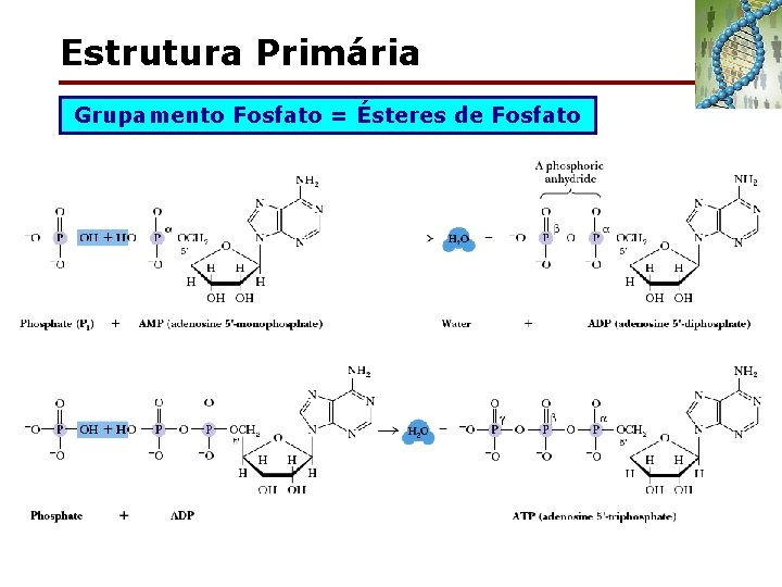 Estrutura Primária Grupamento Fosfato = Ésteres de Fosfato 
