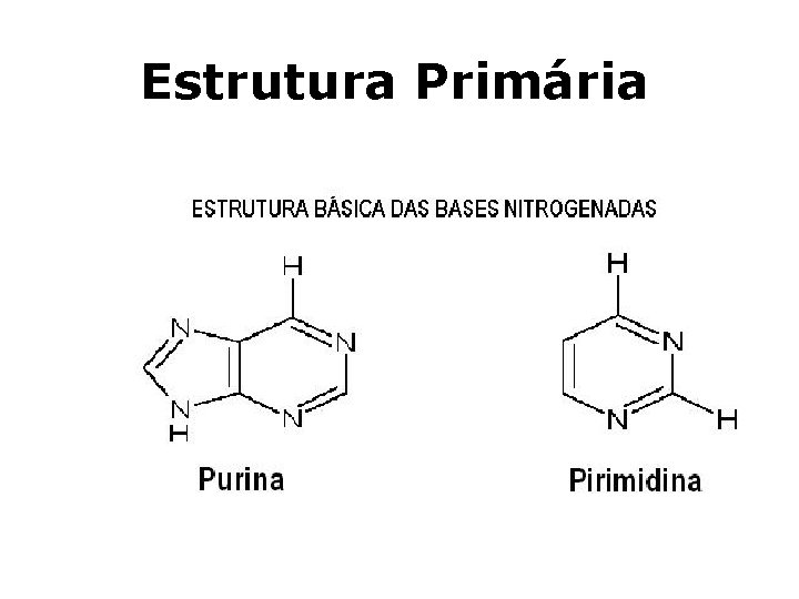 Estrutura Primária 