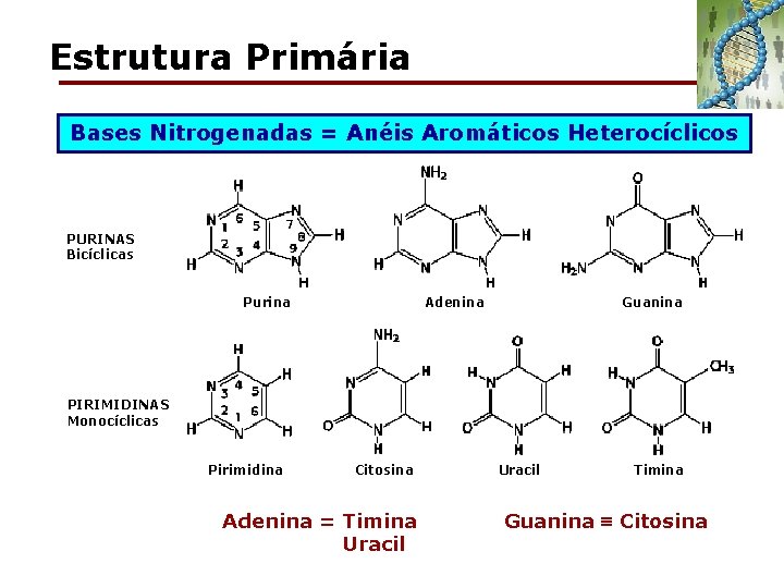 Estrutura Primária Bases Nitrogenadas = Anéis Aromáticos Heterocíclicos PURINAS Bicíclicas Purina Adenina Guanina PIRIMIDINAS