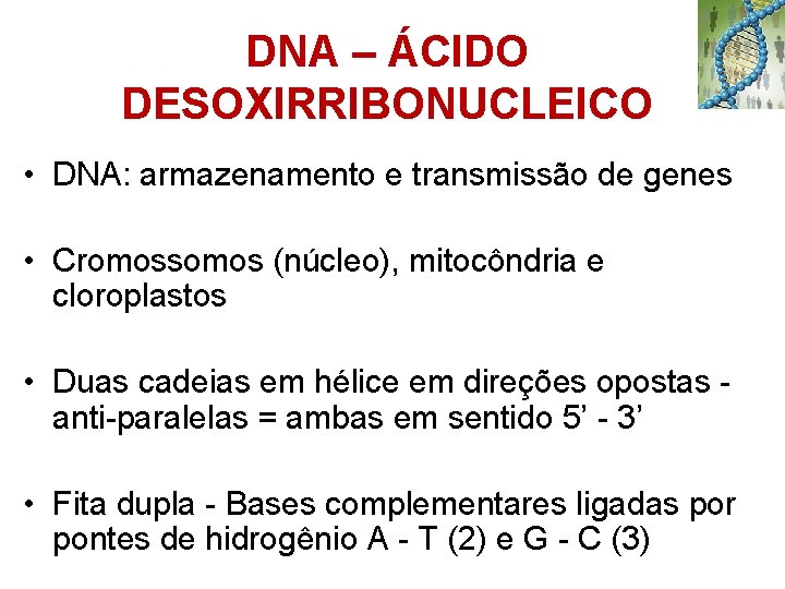DNA – ÁCIDO DESOXIRRIBONUCLEICO • DNA: armazenamento e transmissão de genes • Cromossomos (núcleo),
