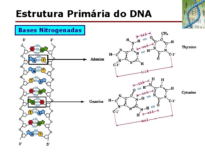 Estrutura Primária do DNA Bases Nitrogenadas 