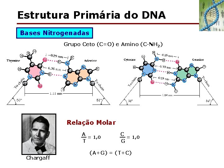Estrutura Primária do DNA Bases Nitrogenadas Grupo Ceto (C=O) e Amino (C-NH 2) Relação