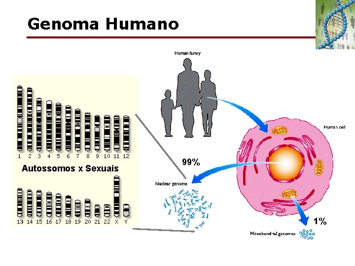 Genoma Humano Autossomos x Sexuais 99% 1% 