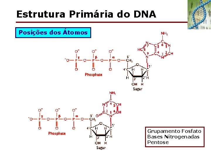 Estrutura Primária do DNA Posições dos Átomos Grupamento Fosfato Bases Nitrogenadas Pentose 