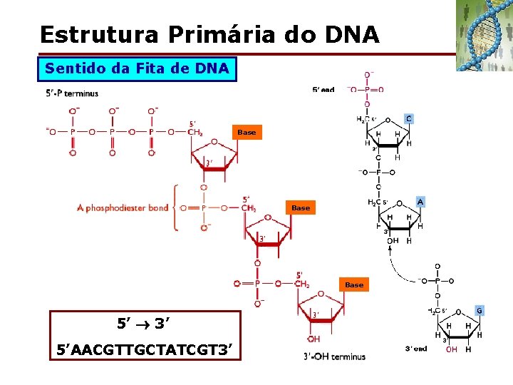 Estrutura Primária do DNA Sentido da Fita de DNA Base 5’ 3’ 5’AACGTTGCTATCGT 3’