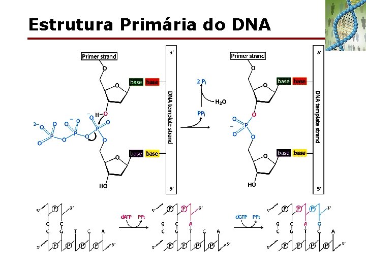 Estrutura Primária do DNA 