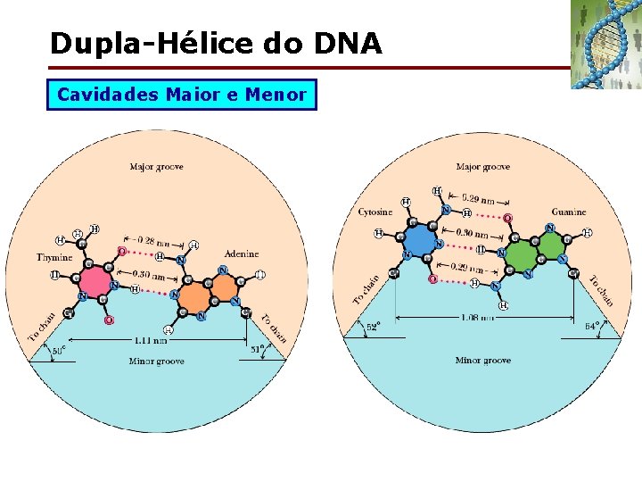 Dupla-Hélice do DNA Cavidades Maior e Menor 