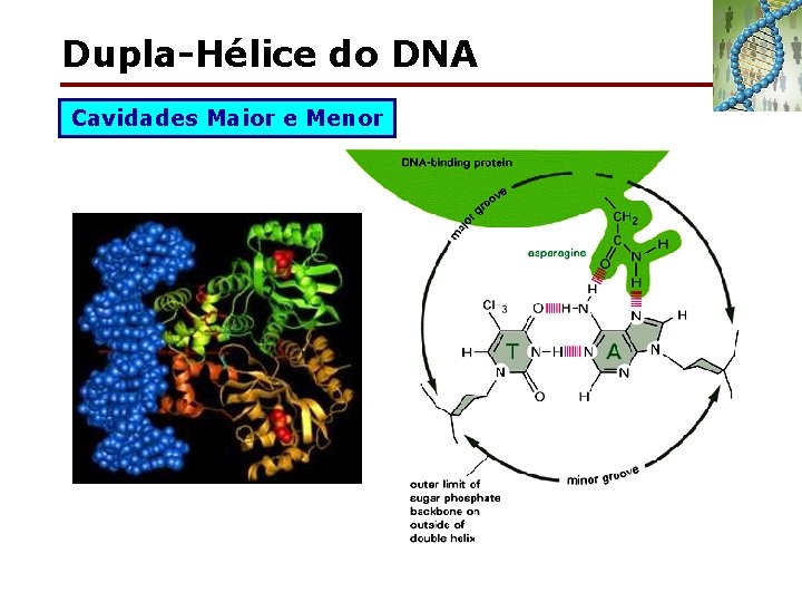 Dupla-Hélice do DNA Cavidades Maior e Menor 