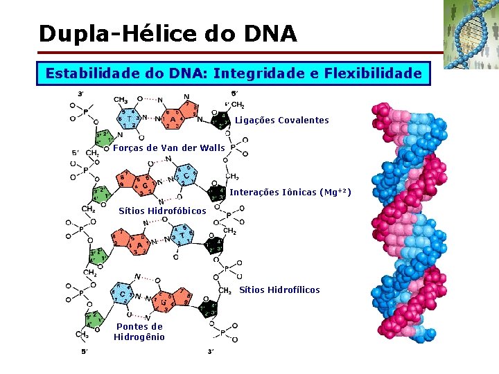 Dupla-Hélice do DNA Estabilidade do DNA: Integridade e Flexibilidade Ligações Covalentes Forças de Van