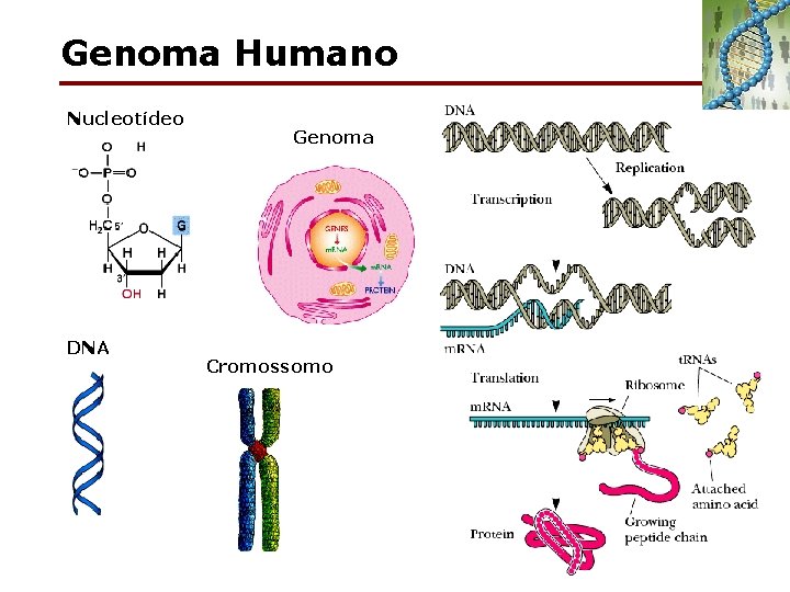 Genoma Humano Nucleotídeo DNA Genoma Cromossomo 