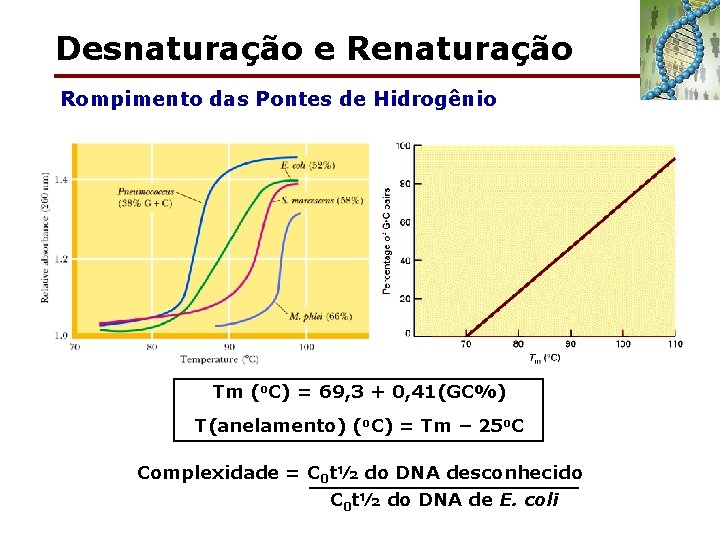 Desnaturação e Renaturação Rompimento das Pontes de Hidrogênio Tm (o. C) = 69, 3