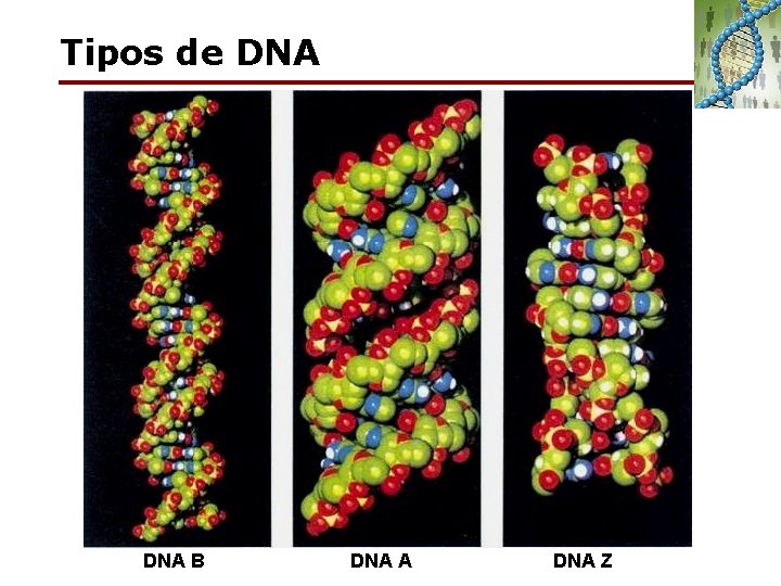 Tipos de DNA B DNA A DNA Z 