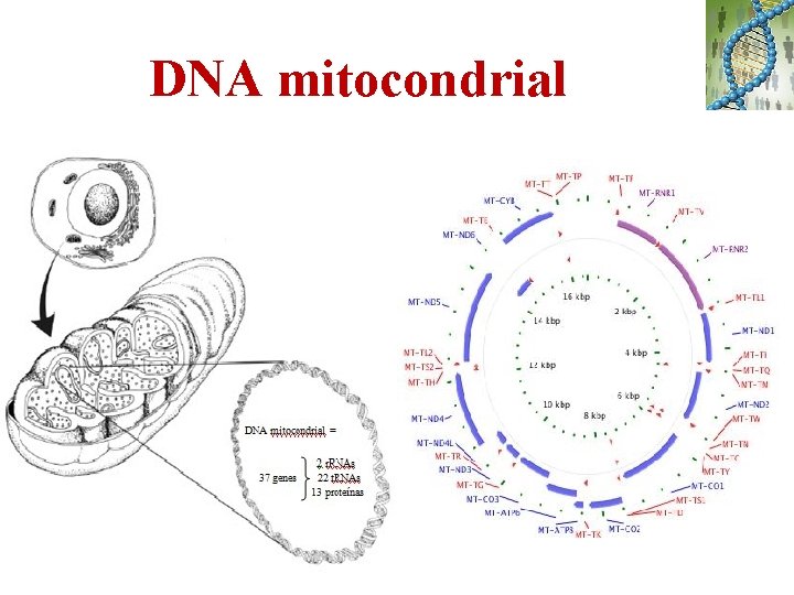 DNA mitocondrial 