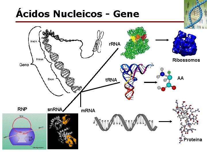 Ácidos Nucleicos - Gene r. RNA Ribossomos t. RNA RNP sn. RNA AA m.