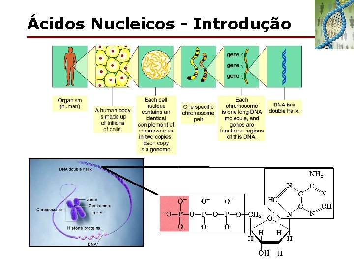 Ácidos Nucleicos - Introdução 