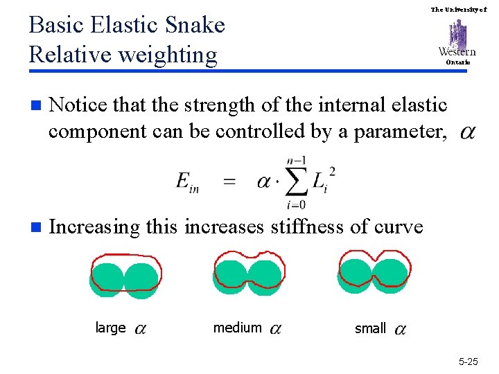 The University of Basic Elastic Snake Relative weighting Ontario n Notice that the strength