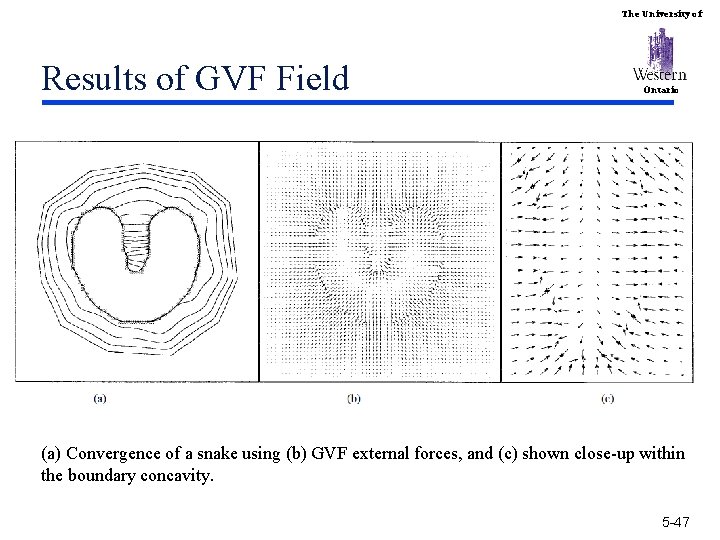 The University of Results of GVF Field Ontario (a) Convergence of a snake using