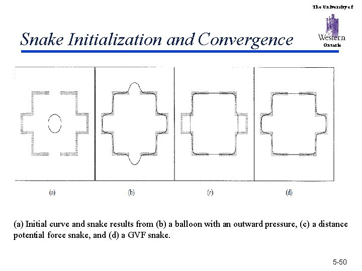 The University of Snake Initialization and Convergence Ontario (a) Initial curve and snake results