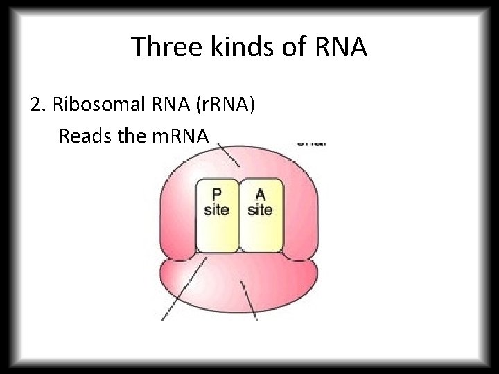 Three kinds of RNA 2. Ribosomal RNA (r. RNA) Reads the m. RNA 