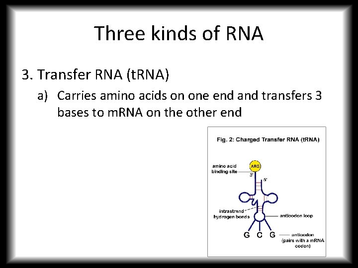 Three kinds of RNA 3. Transfer RNA (t. RNA) a) Carries amino acids on