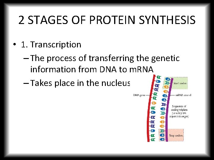 2 STAGES OF PROTEIN SYNTHESIS • 1. Transcription – The process of transferring the