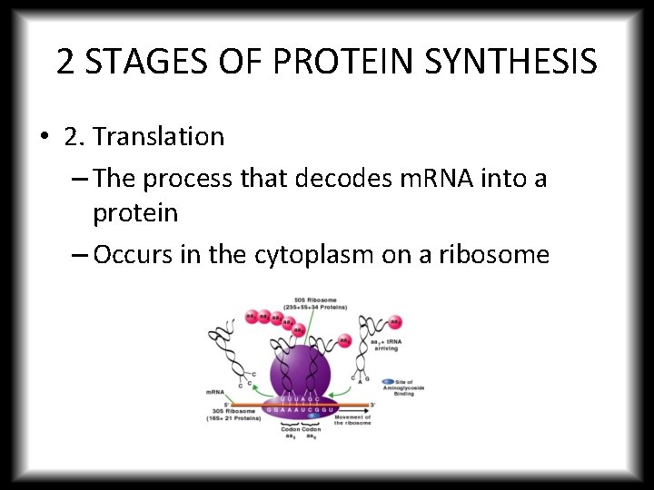 2 STAGES OF PROTEIN SYNTHESIS • 2. Translation – The process that decodes m.