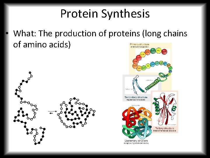 Protein Synthesis • What: The production of proteins (long chains of amino acids) 