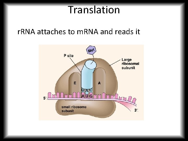 Translation r. RNA attaches to m. RNA and reads it 
