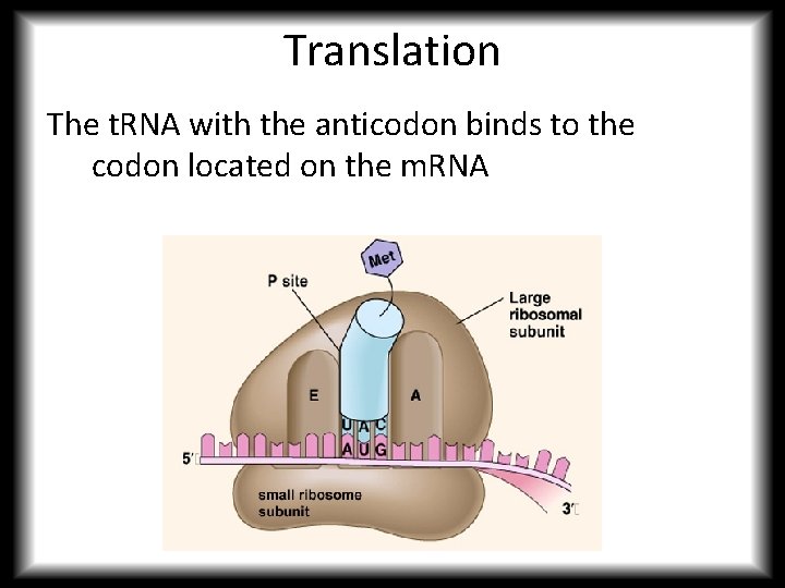 Translation The t. RNA with the anticodon binds to the codon located on the