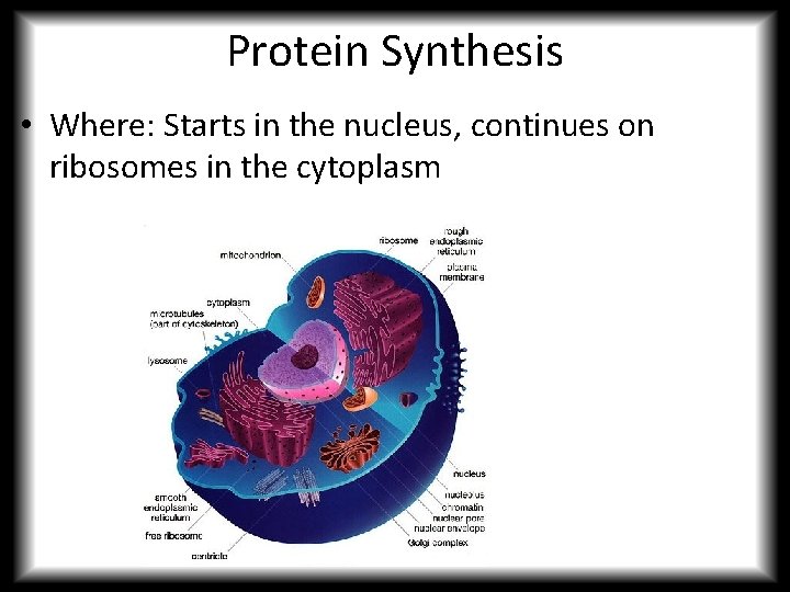Protein Synthesis • Where: Starts in the nucleus, continues on ribosomes in the cytoplasm