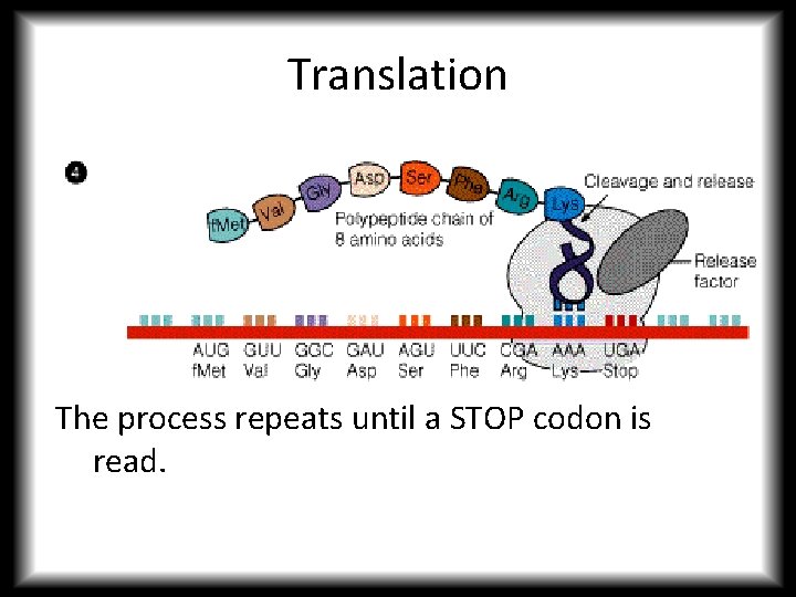 Translation The process repeats until a STOP codon is read. 