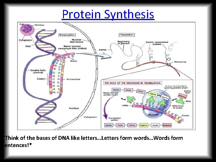 Protein Synthesis *Think of the bases of DNA like letters…Letters form words…Words form sentences!*