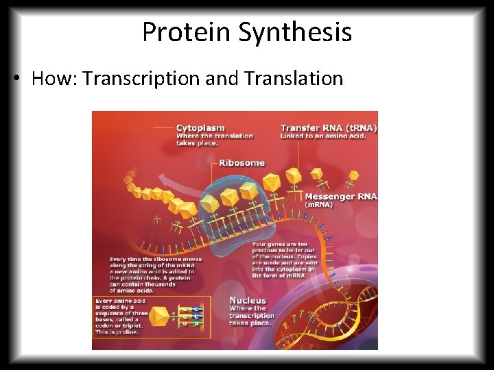 Protein Synthesis • How: Transcription and Translation 
