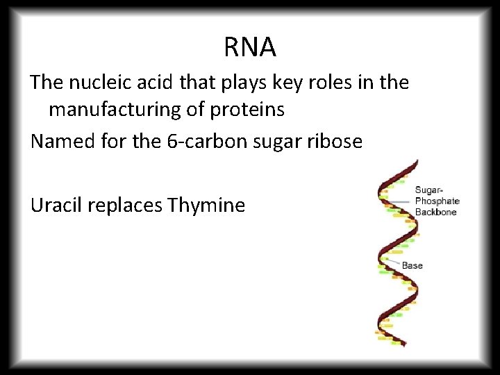 RNA The nucleic acid that plays key roles in the manufacturing of proteins Named
