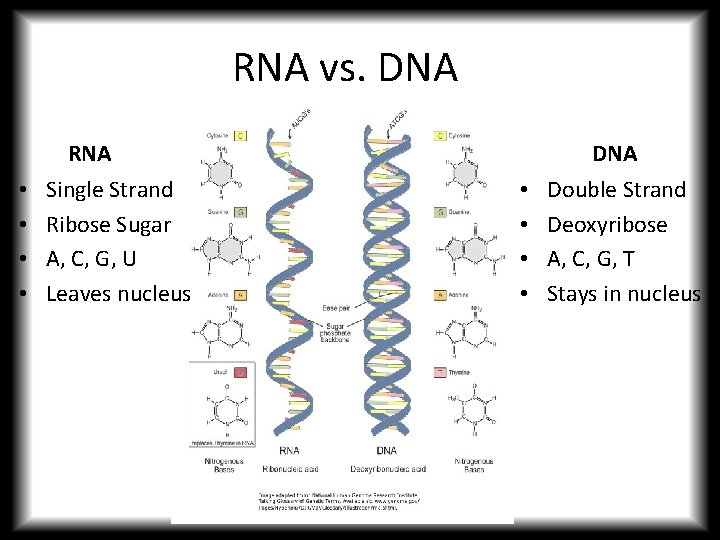 RNA vs. DNA • • RNA Single Strand Ribose Sugar A, C, G, U