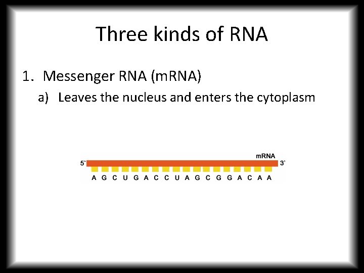 Three kinds of RNA 1. Messenger RNA (m. RNA) a) Leaves the nucleus and