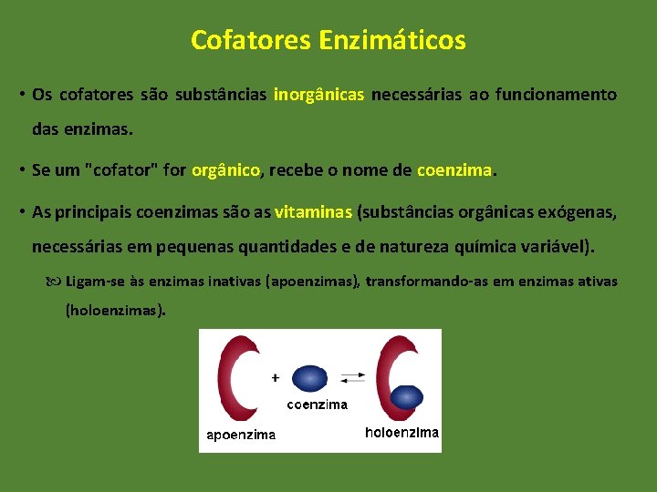 Cofatores Enzimáticos • Os cofatores são substâncias inorgânicas necessárias ao funcionamento das enzimas. •
