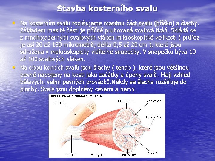 Stavba kosterního svalu • Na kosterním svalu rozlišujeme masitou část svalu (bříško) a šlachy.