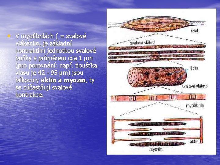  • V myofibrilách ( = svalové vlákénko, je základní kontraktilní jednotkou svalové buňky