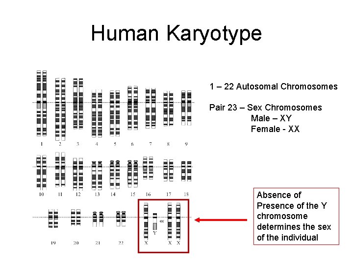 Human Karyotype 1 – 22 Autosomal Chromosomes Pair 23 – Sex Chromosomes Male –