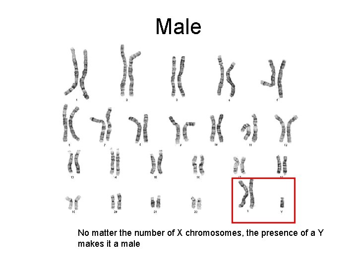 Male No matter the number of X chromosomes, the presence of a Y makes