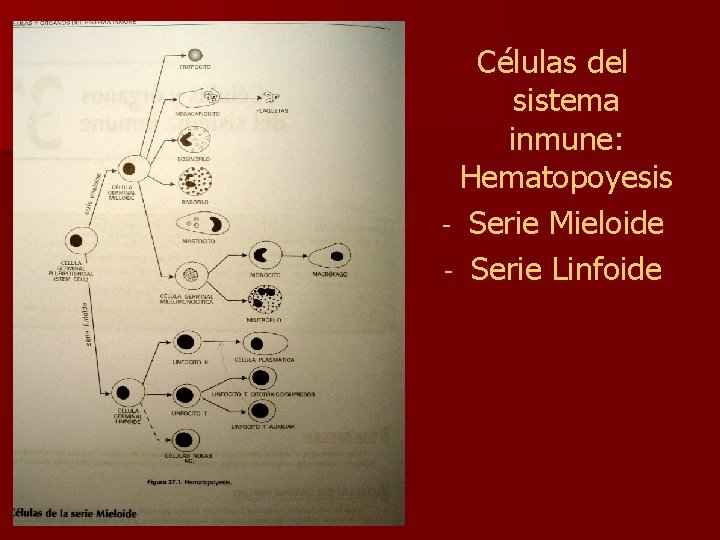 Células del sistema inmune: Hematopoyesis - Serie Mieloide - Serie Linfoide 